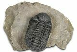 Detailed Phacopid (Morocops) Trilobite - Foum Zguid, Morocco #363153-3